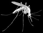 Fly
